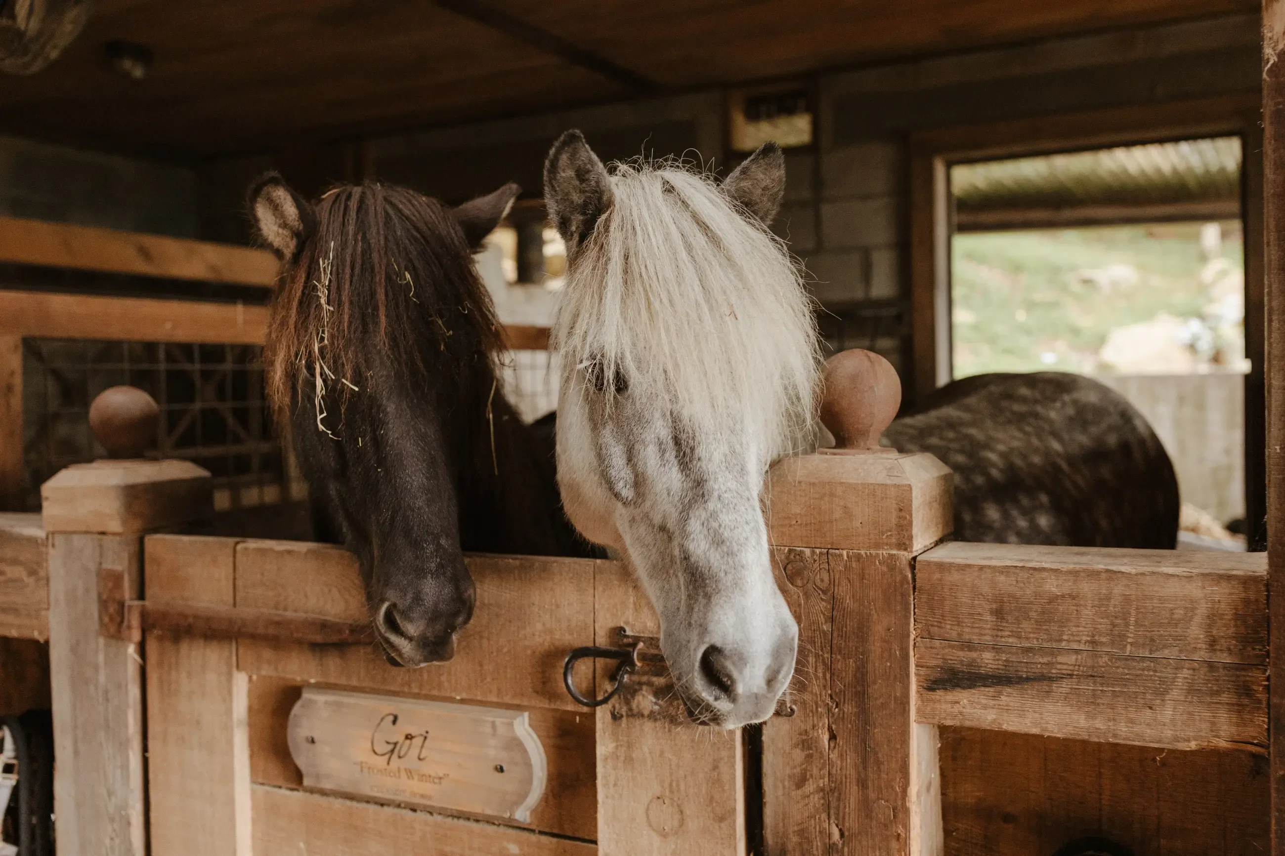 ANIMALS